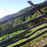 Kirayə (günlük) 2 otaqlı Həyət evi/villa Zaqatala 13