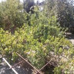Satılır 8 otaqlı Həyət evi/villa Ağsu 28