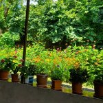 Kirayə (günlük) 4 otaqlı Həyət evi/villa Qax 2