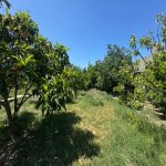 Satılır Torpaq, Mərdəkan, Xəzər rayonu 1