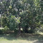 Kirayə (günlük) 2 otaqlı Həyət evi/villa İsmayıllı 16