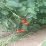 Продажа Участок, Зиря, Хязяр район 11