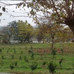 Kirayə (günlük) 2 otaqlı Həyət evi/villa Lənkəran 6