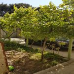 Kirayə (aylıq) 5 otaqlı Həyət evi/villa, Xalqlar dostluğu metrosu, Xətai rayonu 7