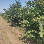 Satılır Torpaq Ağstafa 3