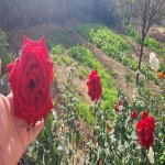 Satılır 14 otaqlı Həyət evi/villa, Mehdiabad, Abşeron rayonu 15