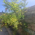 Аренда 1 комнатная Дача, Мярдякан, Хязяр район 3