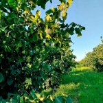 Satılır Torpaq Xaçmaz / Xudat 18