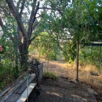 Satılır Torpaq, Novxanı, Abşeron rayonu 2