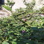 Продажа 6 комнат Дома/Виллы, м. Короглу метро, Сабунчу район 4