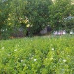 Satılır Torpaq Şamaxı 11