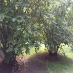 Kirayə (aylıq) Torpaq Şəki 6