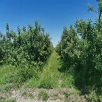 Satılır 1 otaqlı Bağ evi Xaçmaz 3