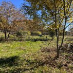 Satılır Torpaq Şamaxı 1