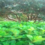 Satılır 4 otaqlı Həyət evi/villa Xaçmaz 20