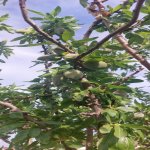 Продажа Участок, Мехеммедли, Абшерон район 5