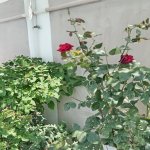 Satılır 5 otaqlı Həyət evi/villa, Lökbatan qəs., Qaradağ rayonu 32