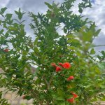 Satılır 3 otaqlı Həyət evi/villa, Novxanı, Abşeron rayonu 15