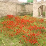 Satılır 6 otaqlı Həyət evi/villa, Maştağa qəs., Sabunçu rayonu 3