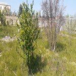 Satılır Torpaq, Novxanı, Abşeron rayonu 2
