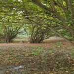 Satılır 3 otaqlı Həyət evi/villa Tərtər 20