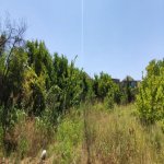 Satılır Torpaq, Goradil, Abşeron rayonu 15