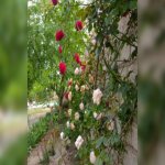 Kirayə (aylıq) 3 otaqlı Həyət evi/villa, Mərdəkan, Xəzər rayonu 12