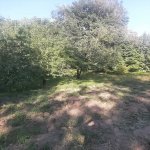 Satılır Torpaq İsmayıllı 4