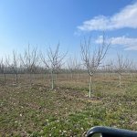 Satılır Torpaq Qusar 10