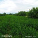 Продажа Участок Огуз 5
