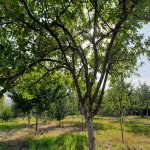 Kirayə (günlük) 2 otaqlı Bağ evi İsmayıllı 2