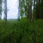 Продажа Участок Гусар 1