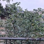 Продажа 6 комнатная Дома/Виллы, Бузовна, Хязяр район 11