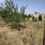 Satılır Torpaq, Saray, Abşeron rayonu 5