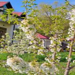 Kirayə (günlük) 4 otaqlı Həyət evi/villa İsmayıllı 7