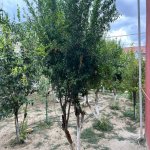 Satılır 4 otaqlı Həyət evi/villa Şirvan 17