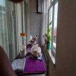 Satılır 4 otaqlı Köhnə Tikili Xırdalan 19