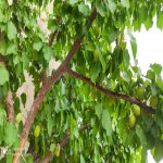 Satılır 4 otaqlı Həyət evi/villa, Buzovna, Xəzər rayonu 14