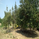 Satılır 4 otaqlı Həyət evi/villa Göygöl 6