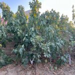 Satılır 5 otaqlı Həyət evi/villa, Goradil, Abşeron rayonu 4
