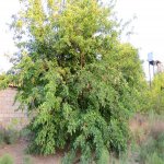 Satılır Torpaq, Novxanı, Abşeron rayonu 12