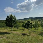 Satılır Torpaq İsmayıllı 3