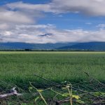 Satılır Torpaq Qəbələ 5