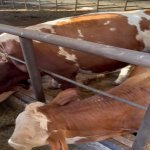 Продажа Объект, Зиря, Академия Авиации, Хязяр район 7