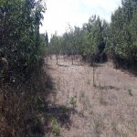 Satılır Torpaq İsmayıllı 26