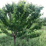Satılır Torpaq Xaçmaz 15