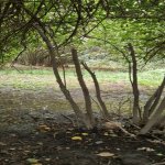 Satılır 3 otaqlı Həyət evi/villa Tərtər 6