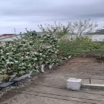 Продажа 3 комнат Дома/Виллы, Хокмяли, Абшерон район 14