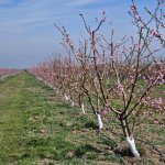 Продажа Участок Хачмаз 2