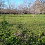 Satılır Torpaq Qəbələ 2